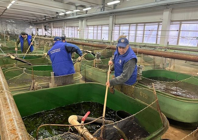 В 2023 году в Онегу выпущено рекордное количество молоди лососевых