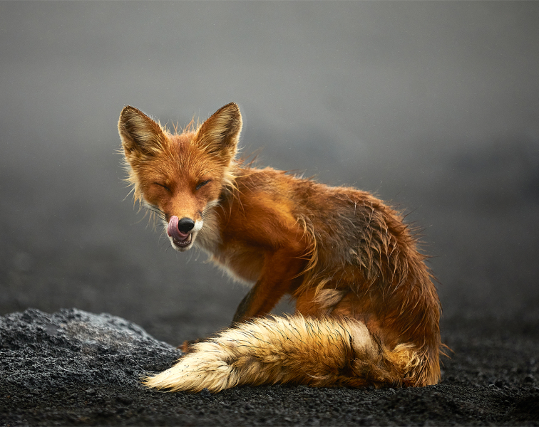 В Москве пройдет выставка фотографий Nature Photo Team