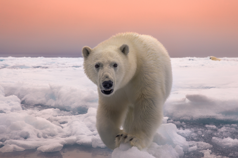 В Москве пройдет выставка фотографий Nature Photo Team