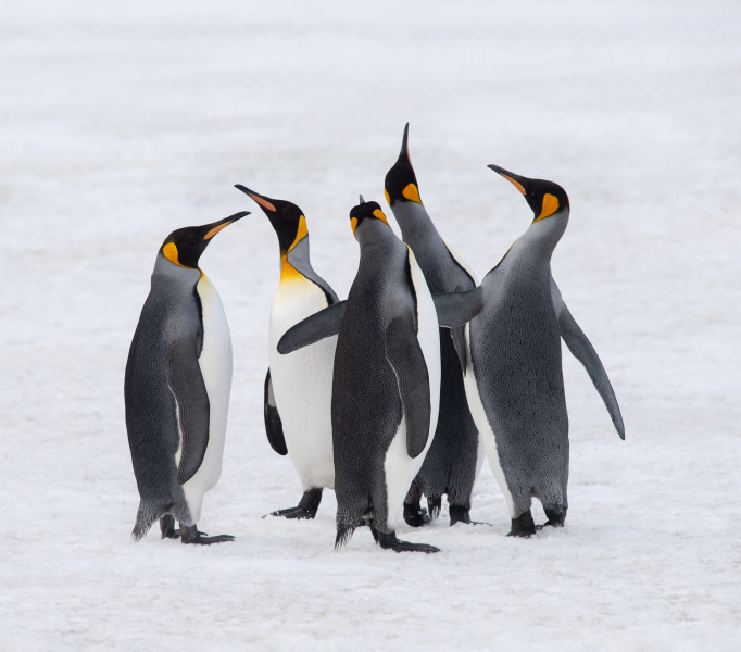 В Москве пройдет выставка фотографий Nature Photo Team