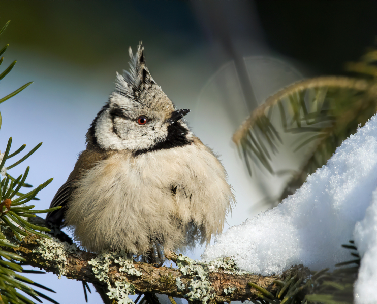 В Москве пройдет выставка фотографий Nature Photo Team