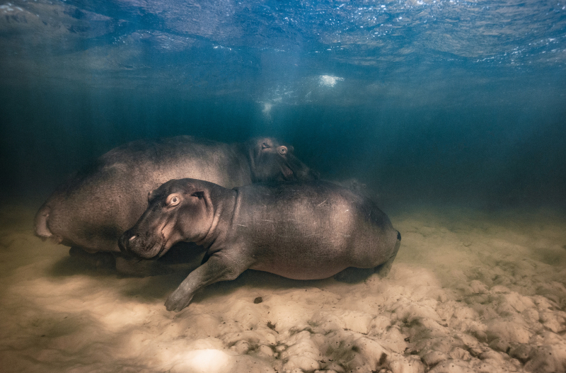 В Москве пройдет выставка фотографий Nature Photo Team
