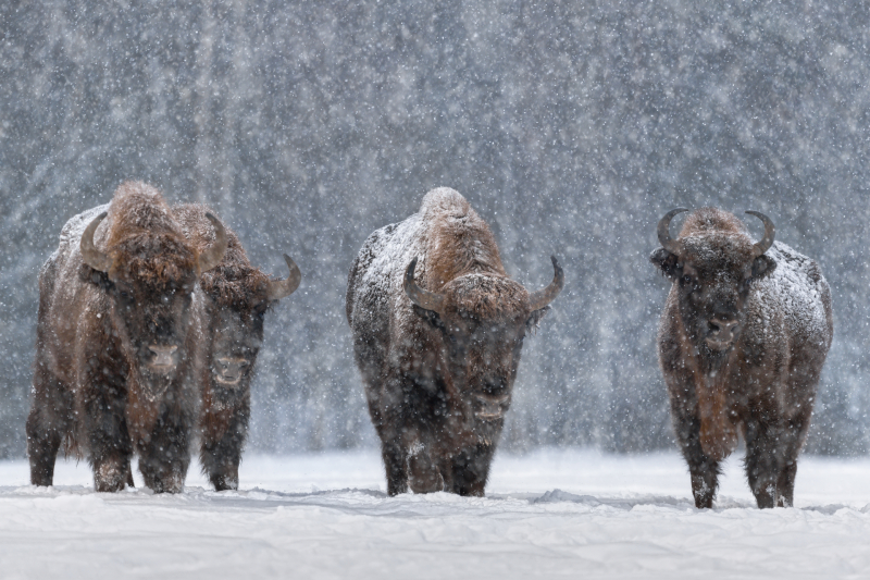 В Москве пройдет выставка фотографий Nature Photo Team