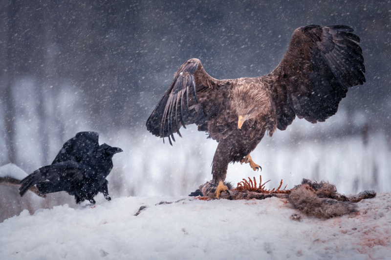 В Москве пройдет выставка фотографий Nature Photo Team